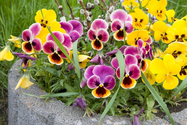 Bright colorful beautiful fresh pansies closeup in the garden and artistic blurred background