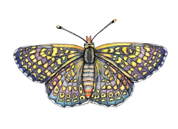 Bright colorful butterfly moth with beautiful wings