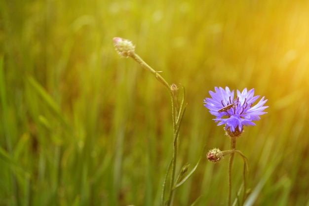 Photo bright colorful cornflower flower knapweed centaurea outdoors