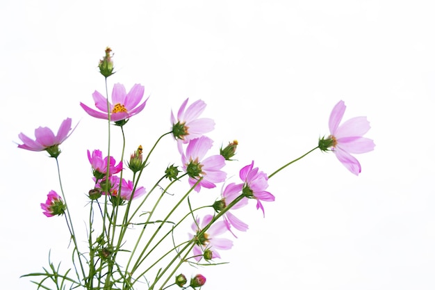 白い背景に分離された明るいカラフルなコスモスの花