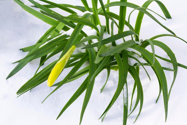 Foto fiori di narcisi dai colori vivaci natura