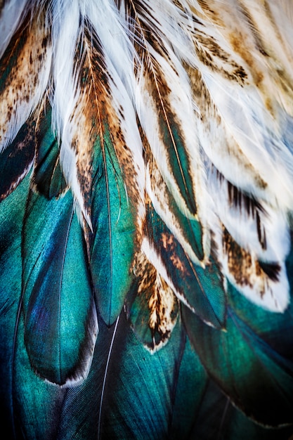 Foto gruppo di piume colorate luminose di alcuni uccelli