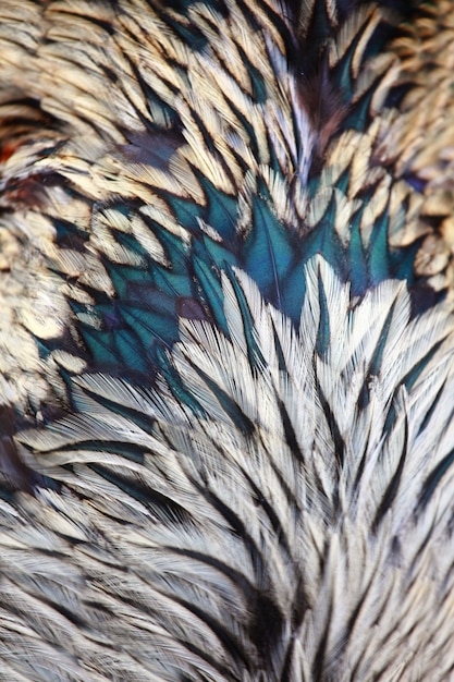 Bright colorful feathers of bird