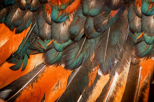 写真 いくつかの鳥の明るくカラフルな羽