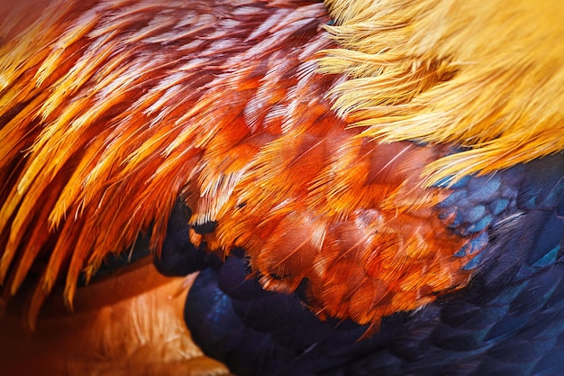 Photo bright colorful  feathers of some bird