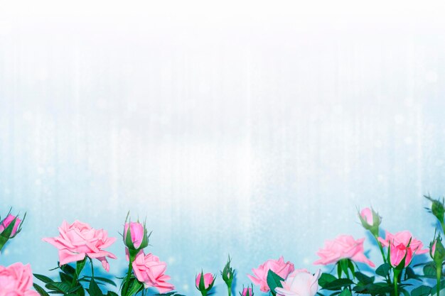 Bright colorful flower rose floral background