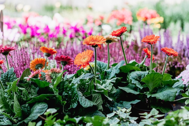 写真 背景がぼやけた庭の自然光の下で明るくカラフルなガーベラの花。