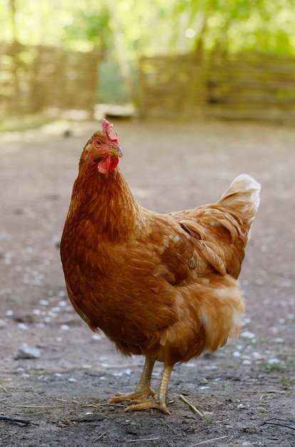 Bright colorful hen in a free range on backyard