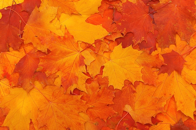 Bright colorful leaves background