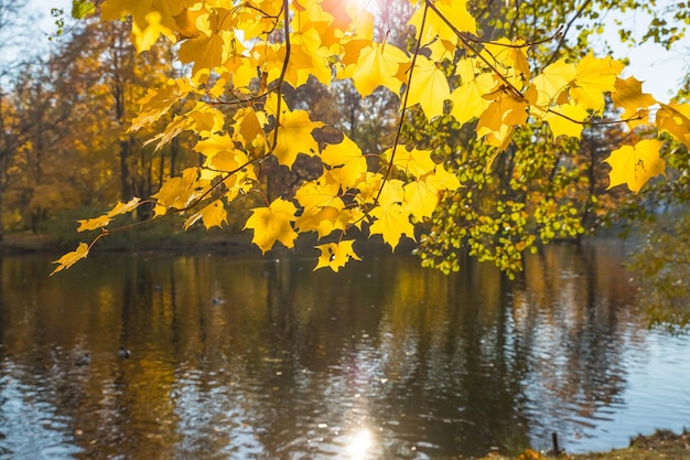 Яркие красочные кленовые листья на фоне озера Прекрасный вид на осенние листья в парке солнечным утромЗолотая осень в паркеветви склонились над рекой