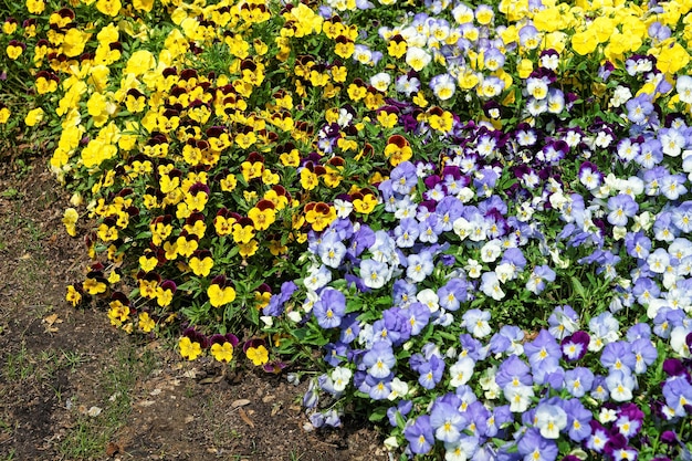 Bright and colorful pansies located in Washington D.C., United States of America. Flowerbeds are located around the whole city and there is a Floral Library as well.
