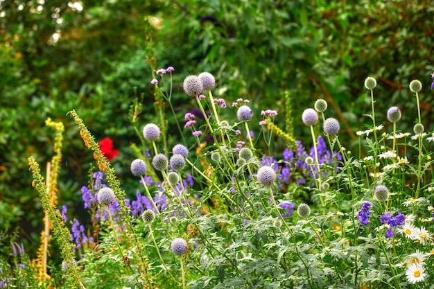 Bright colorful and pretty flowers plants and foliage bloom in a garden in spring time Violet Globe Thistle Echinops growing in the garden on a sunny summer day A beautiful backyard in season