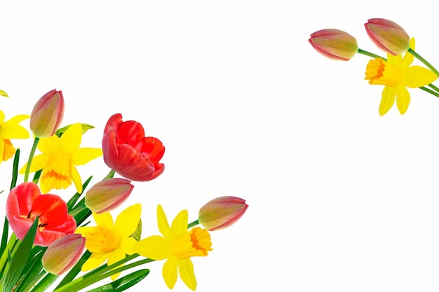 白い背景に分離した鮮やかな色彩の春の花のナルシスとチューリップ