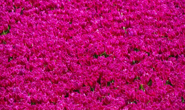 花の背景として明るいカラフルなチューリップ