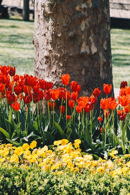 Bright colorful tulips as floral background