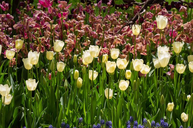 Bright colorful tulips as floral background