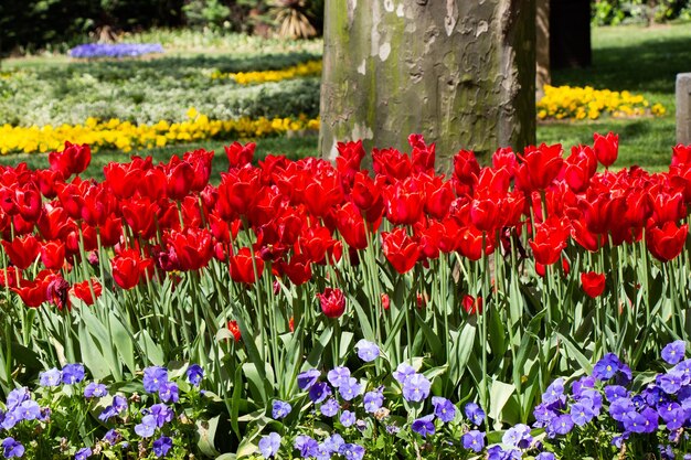 Bright colorful tulips as floral background