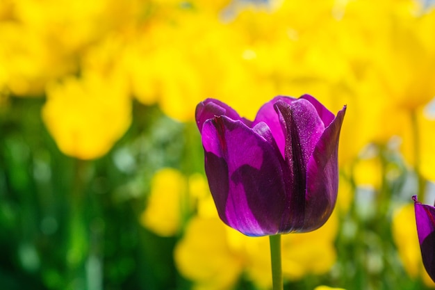 Bright colorful tulips as natural floral background