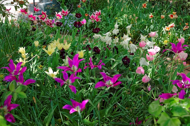 Яркие и красочные тюльпаны были замечены в библиотеке тюльпанов в Вашингтоне, округ Колумбия, США. Различные виды тюльпанов можно найти в Цветочной библиотеке тюльпанов, которая является частью Национальной аллеи.