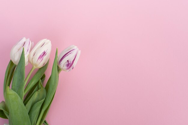 Bright colorful tulips with stripes lie on a pink background Top view flat