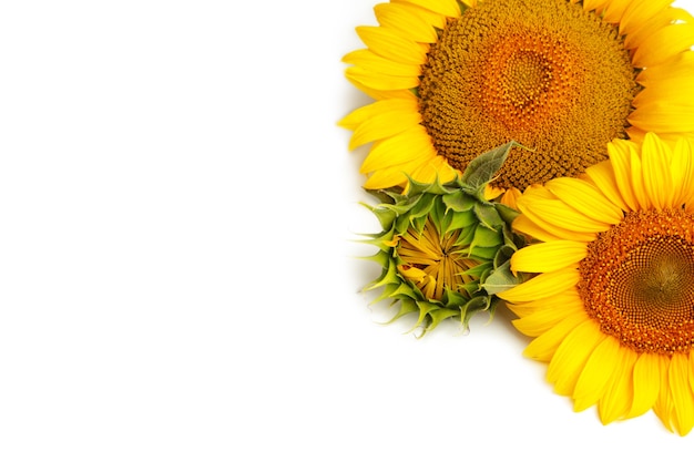 Bright colorful yellow sunflowers isolated on white background. Top view