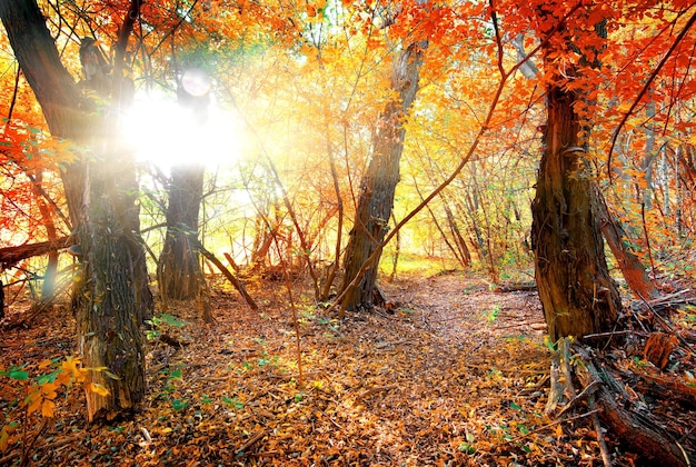 Яркие краски осени в спокойном лесу