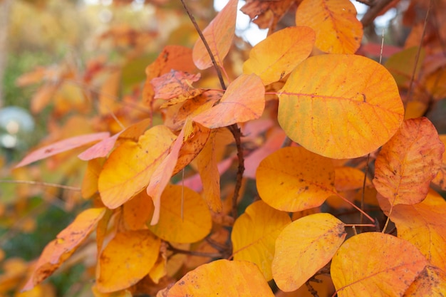 Bright colors of autumn forest