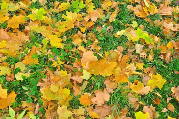 10月の葉の鮮やかな色