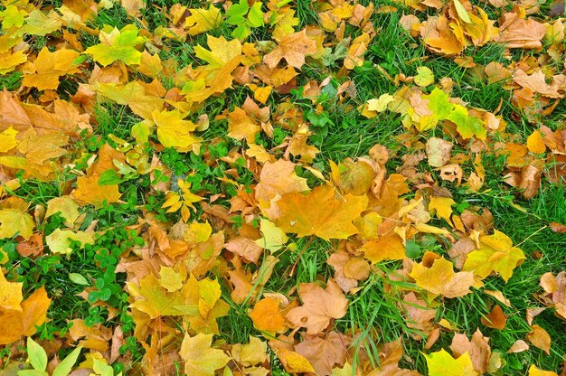 10月の葉の鮮やかな色