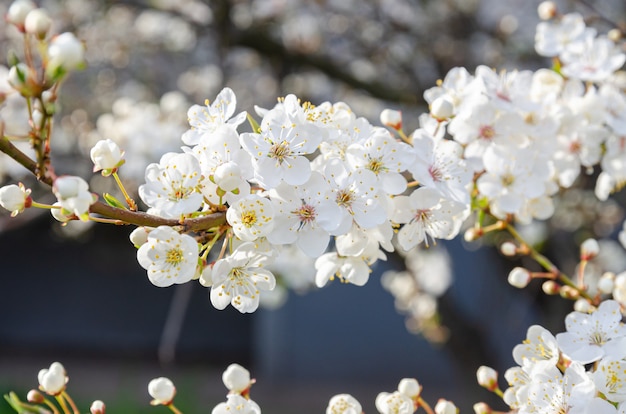 ピンクの咲く菊の鮮やかな色