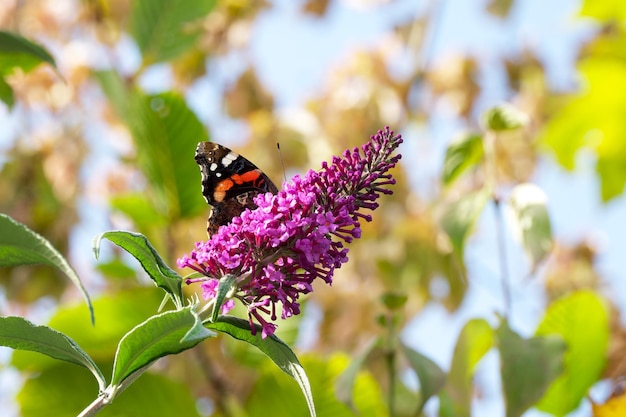 フジウツギの花のクローズアップに明るい色の蝶