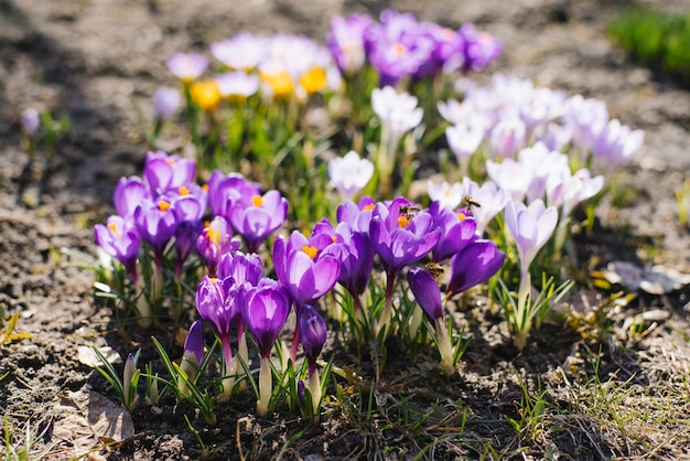 Bright crocus flowers bloom in spring in the garden