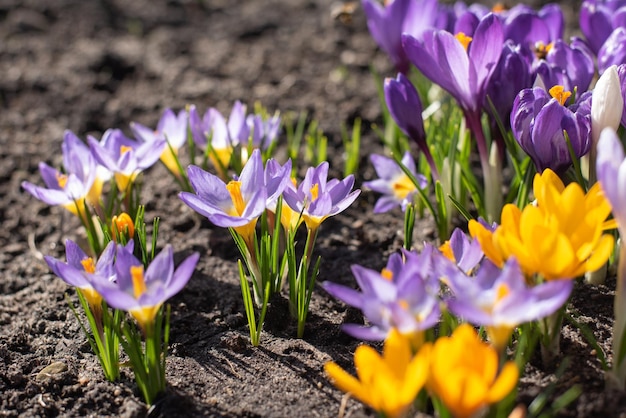 Bright crocus flowers bloom in spring in the garden