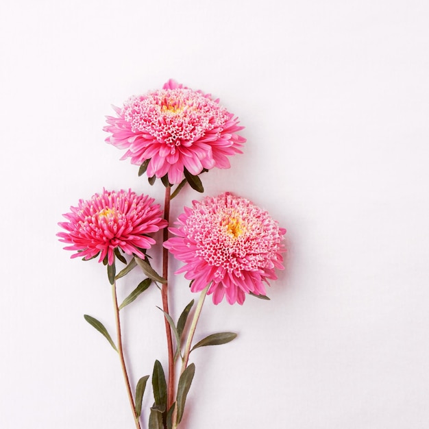 Foto brillante bouquet carino di astri isolati su sfondo bianco