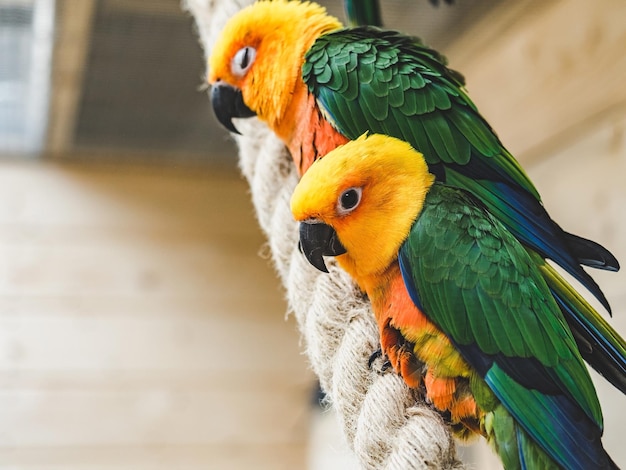 Bright cute parrot sitting on a rope