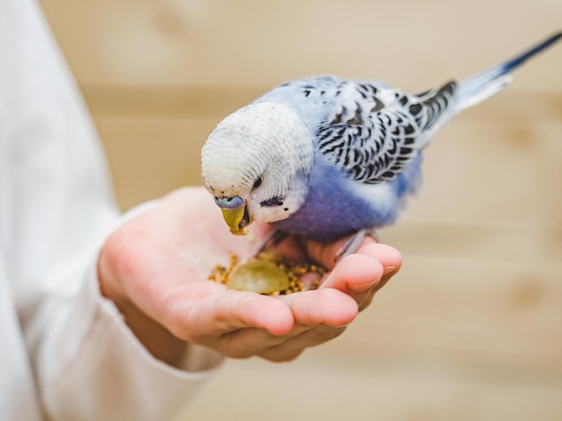 Bright cute parrot and a young woman