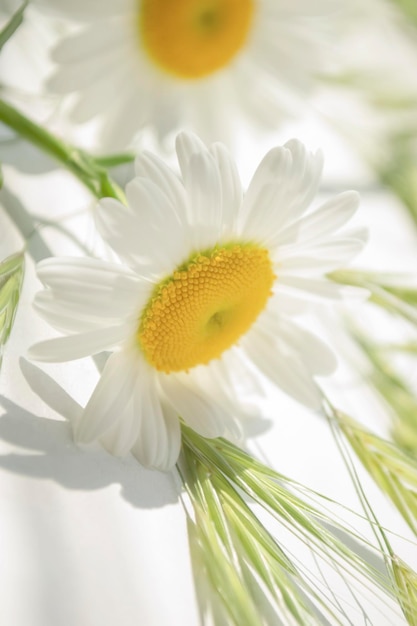 Bright daisies lie on a light background Lots of light daisies Bright light photo of large daisies