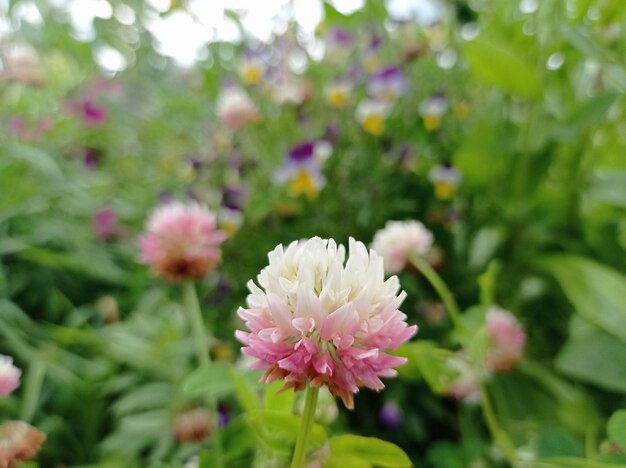 Photo bright delicate beautiful flowers in the garden nature gardening outdoors