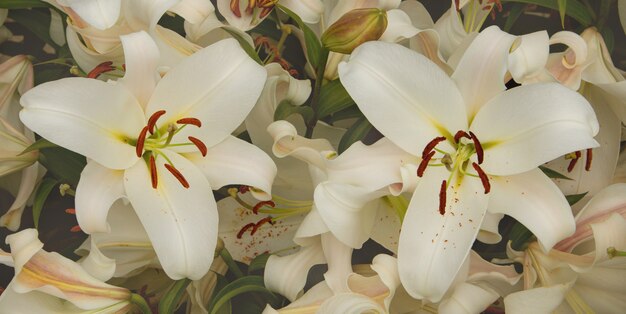 Bright delicate lily flowers in a flower bed