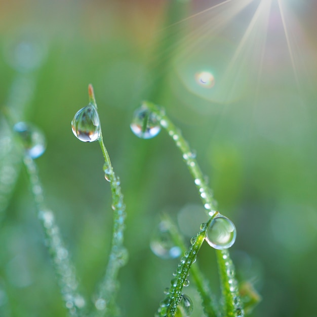 自然の中で緑の芝生植物に明るい滴