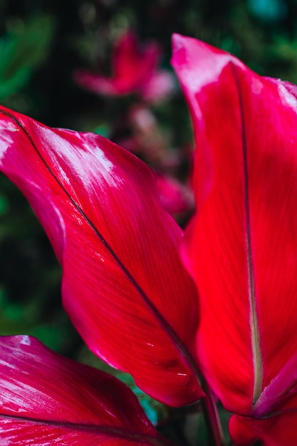 Bright exotic red pink tropical flower growing in nature Wild natural rainforest background