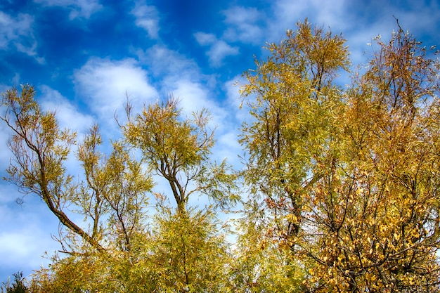 Bright fall autumn trees against the blue sky.