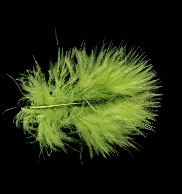 Bright feather on black background