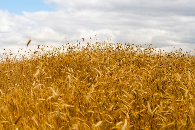 Not a bright field with rye in cloudy weather in summer