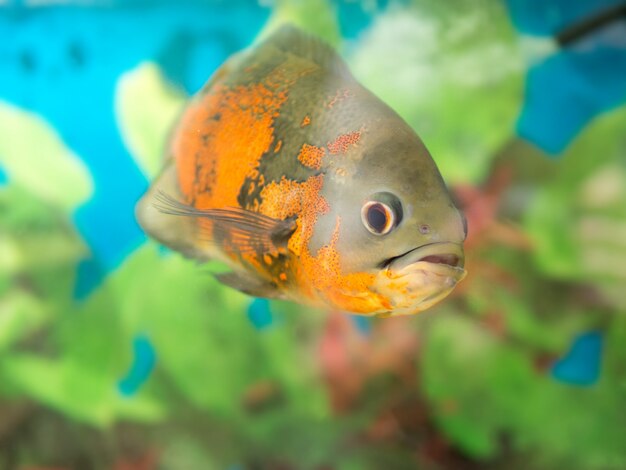 Foto pesce brillante oscar nell'acquario