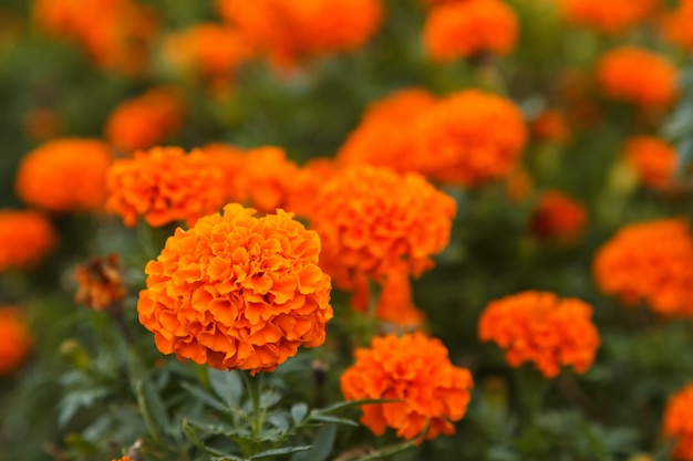 Bright flower bed with flowers marigolds in the park