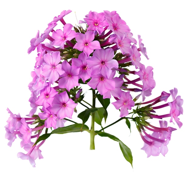 Bright flower phlox isolated