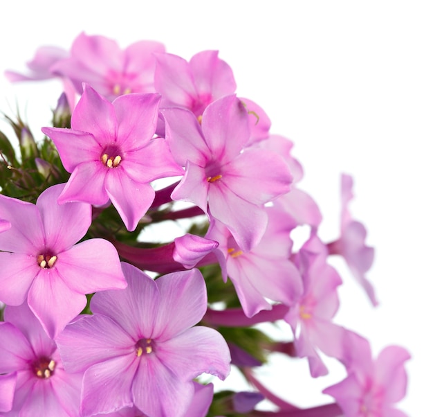 Bright flower phlox, photographed close-up. Isolated on white surface.