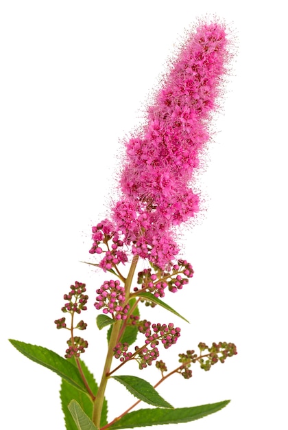 Spirea brillante del fiore, primo piano fotografato. isolato su superficie bianca.