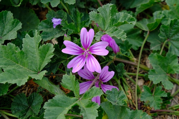 bright flower